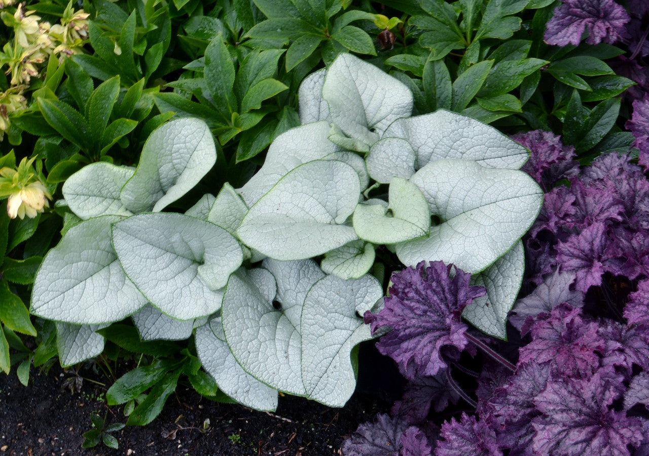 Buy Perennial Plants Online | Nursery for Perennials | Romence