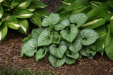 Brunnera macrophylla 'Frostbite'