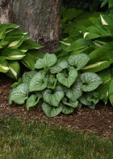 Brunnera macrophylla 'Frostbite'