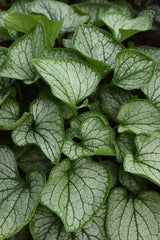 Brunnera macrophylla 'Frostbite'