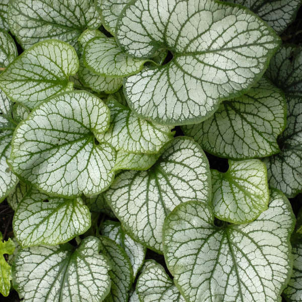 Brunnera macrophylla 'Jack Frost' foliage