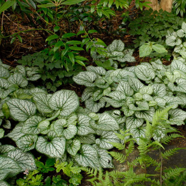 Romence Gardens Brunnera macrophylla Jack Frost - Thumbnail 2