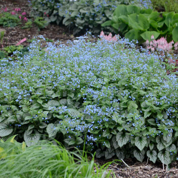 Romence Gardens Brunnera macrophylla Jack Frost - Thumbnail 3