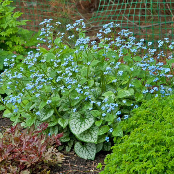 Romence Gardens Brunnera macrophylla Jack Frost - Thumbnail 4