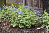 Brunnera 'Jack of Diamonds' close up