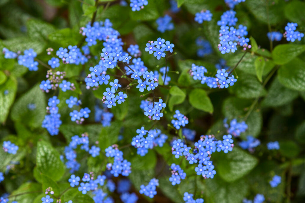 Brunnera 'Jack of Diamonds' bloom