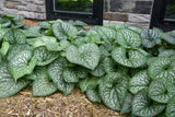 Brunnera 'Jack of Diamonds' in landscape