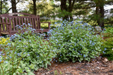 Brunnera 'Jack of Diamonds' in landscape