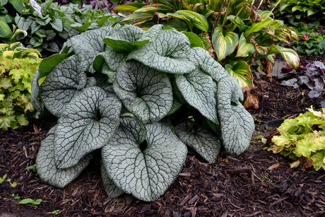 Brunnera macrophylla 'Queen of Hearts' in landscape