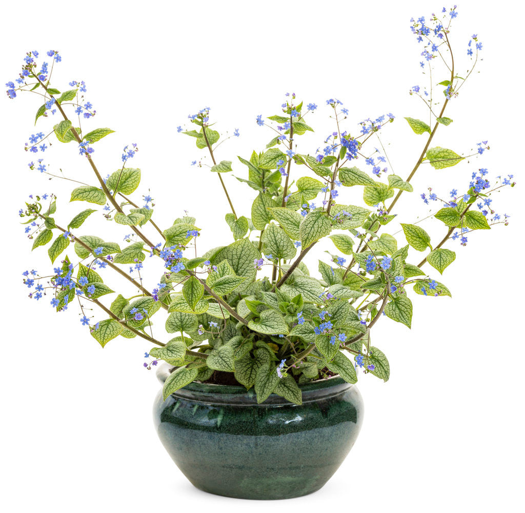 Brunnera macrophylla 'Queen of Hearts' in pot