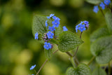 Brunnera macrophylla 'Queen of Hearts' bloom