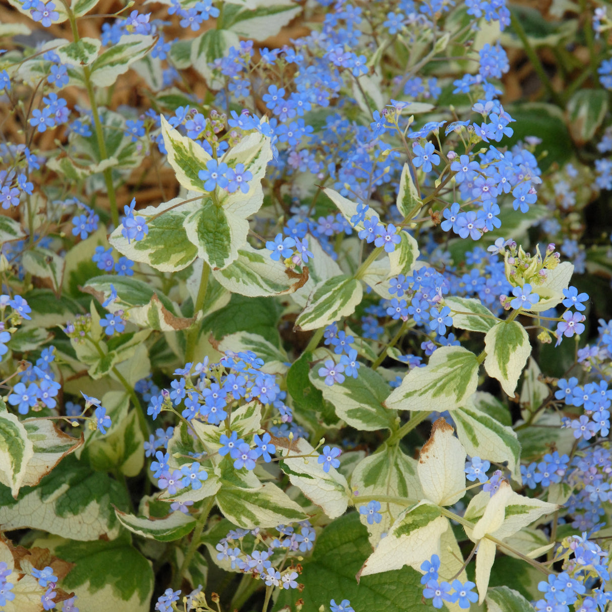 Brunnera macrophylla 'Variegata'