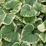 Brunnera macrophylla 'Variegata'