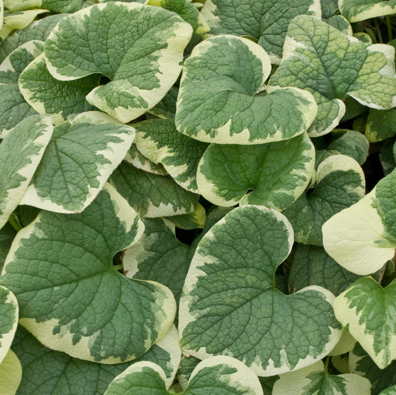 brunnera 'variegata' Brunnera macrophylla 'Variegata'