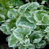 Brunnera macrophylla 'Variegata'