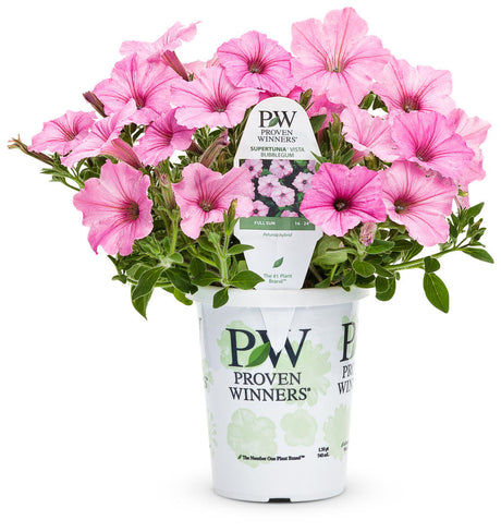 Petunia hybrid 'Supertunia Vista® Bubblegum®' in grower pot