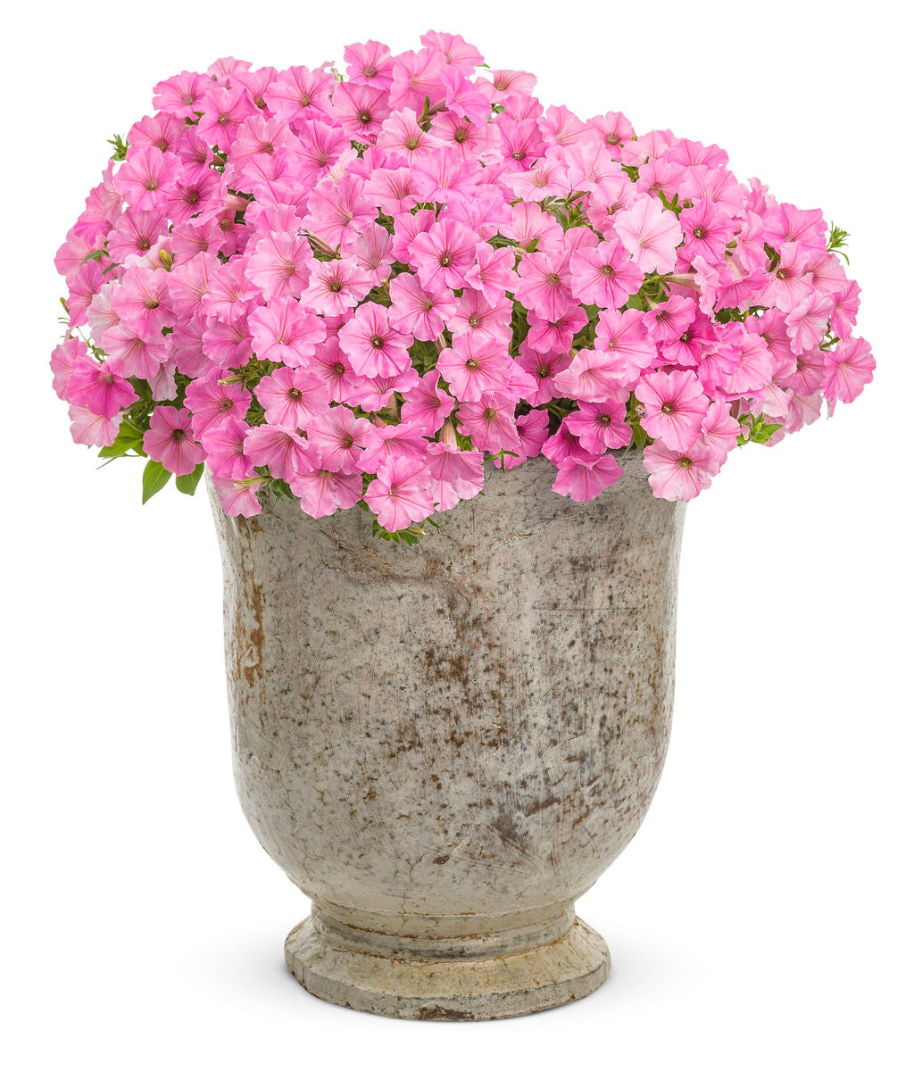 Petunia hybrid 'Supertunia Vista® Bubblegum®' in decorative pot