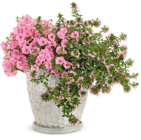 Petunia hybrid 'Supertunia Vista® Bubblegum®' combination