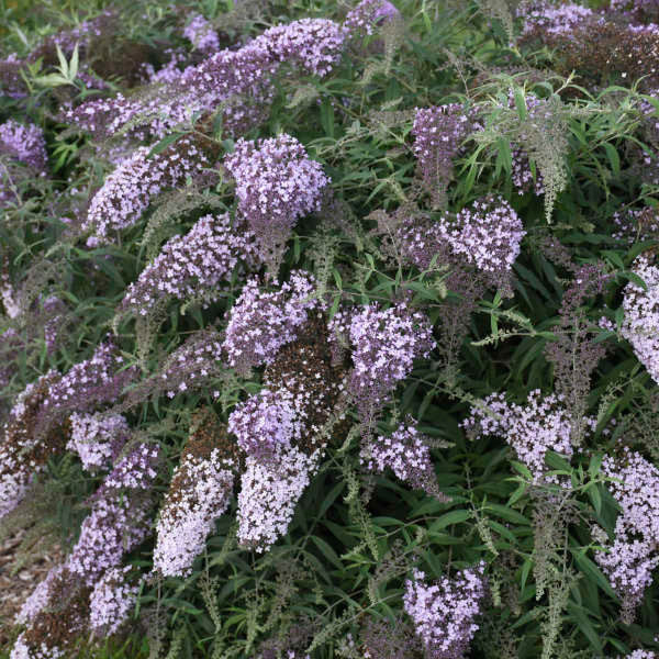 Buddleia 'Lilac Cascade'