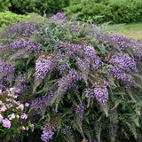 Buddleia 'Lilac Cascade'