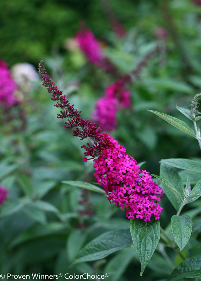 Buddleia 'Miss Molly'