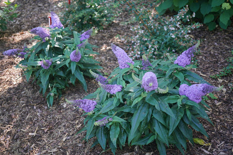 Buddleia Pugster ® Amethyst