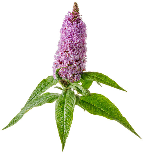 Buddleia Pugster ® Amethyst