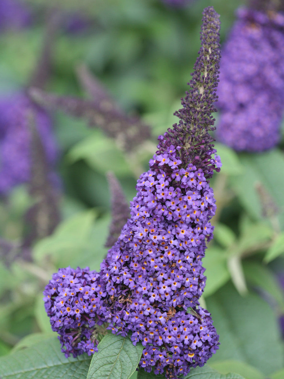 Buddleia Pugster Blue®