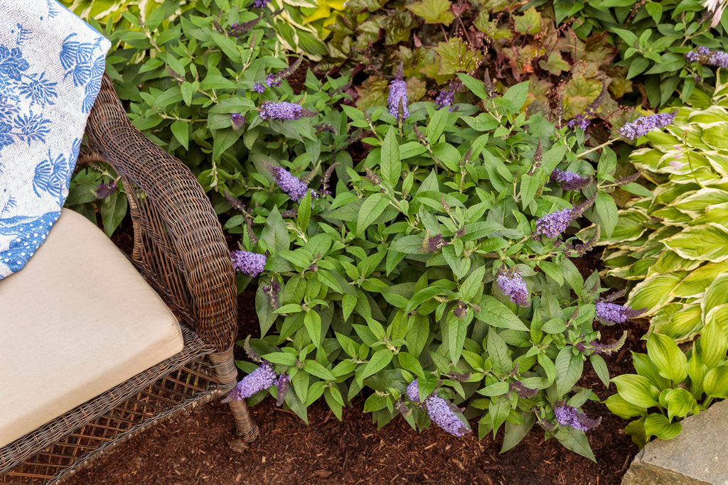 Buddleia Pugster Blue®