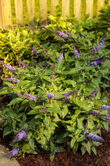 Buddleia Pugster Blue®