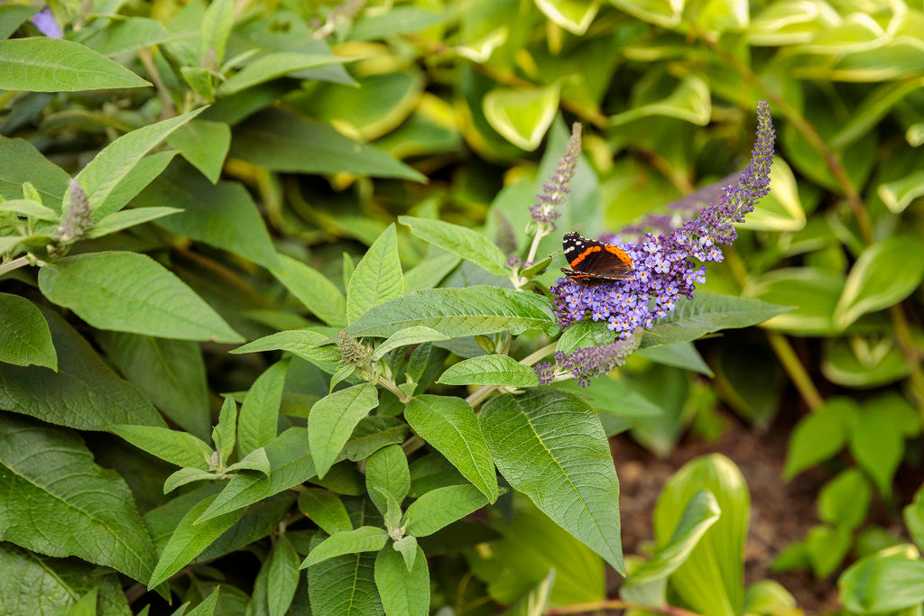 Buddleia Pugster Blue®