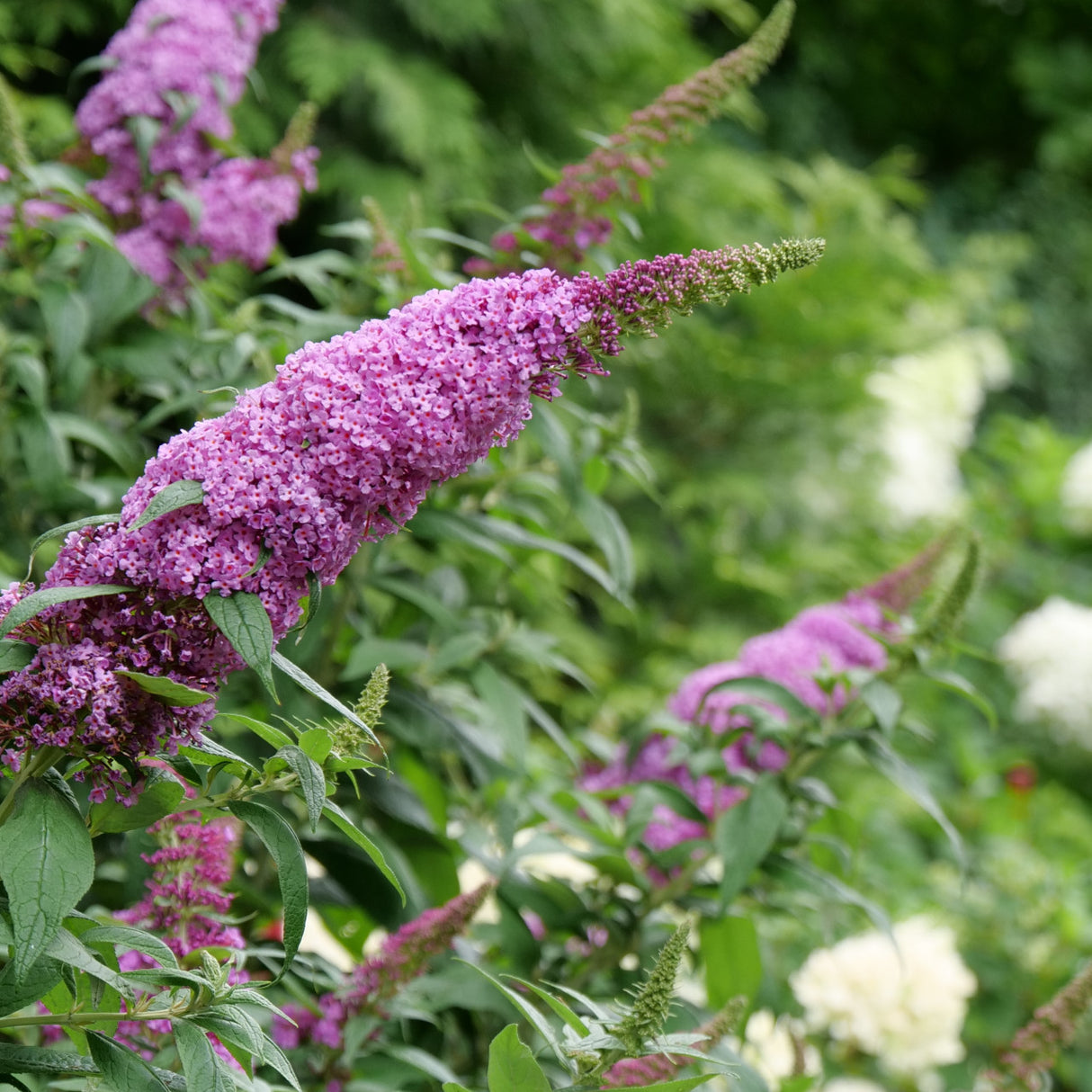 Buddleia 'Pugster Pinker™'