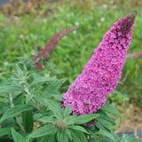 Buddleia 'Pugster Pinker™'