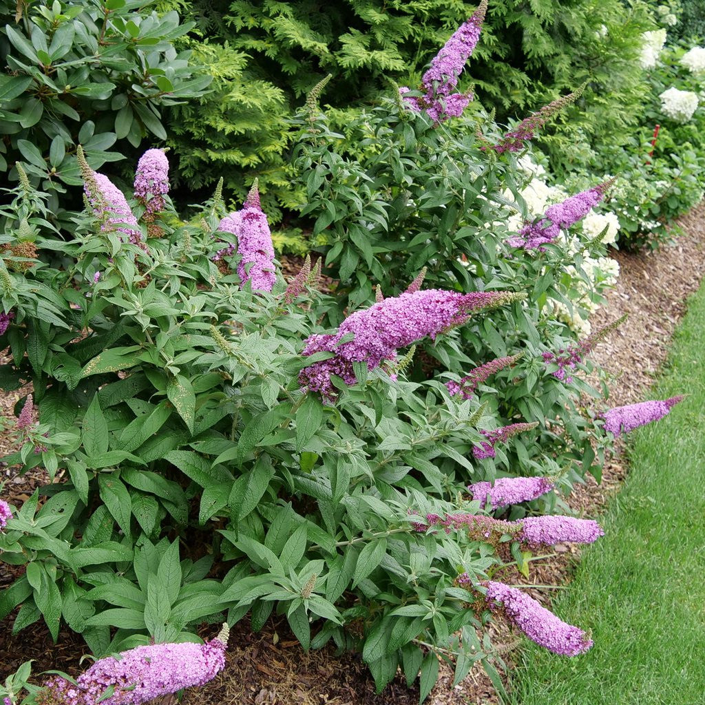 Buddleia 'Pugster Pinker™'