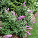 Buddleia 'Pugster Pinker™'