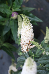 Buddleia 'Pugster White®'