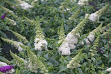 Buddleia 'Pugster White®'