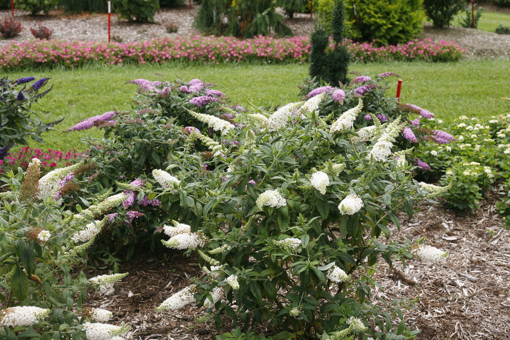 Buddleia 'Pugster White®'