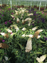 Buddleia 'Pugster White®'