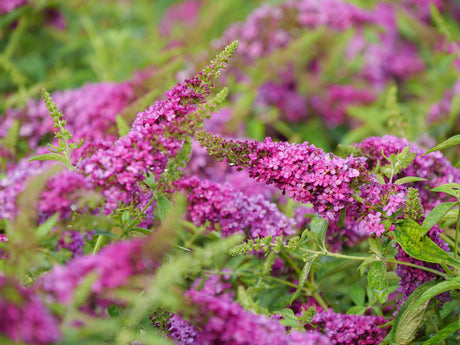 Buddleia Lo & Behold 'Ruby Chip®'