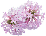 Verbena rigida 'Cake Pops™ Pink' flower