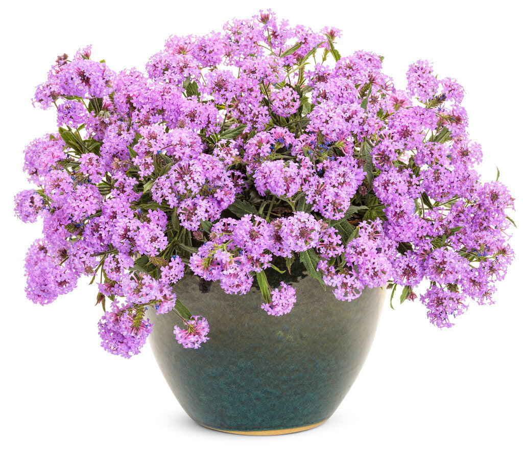 Verbena rigida 'Cake Pops™ Purple' in decorative pot