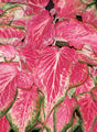 Caladium hortulanum Heart To Heart® 'Blushing Bride' close up