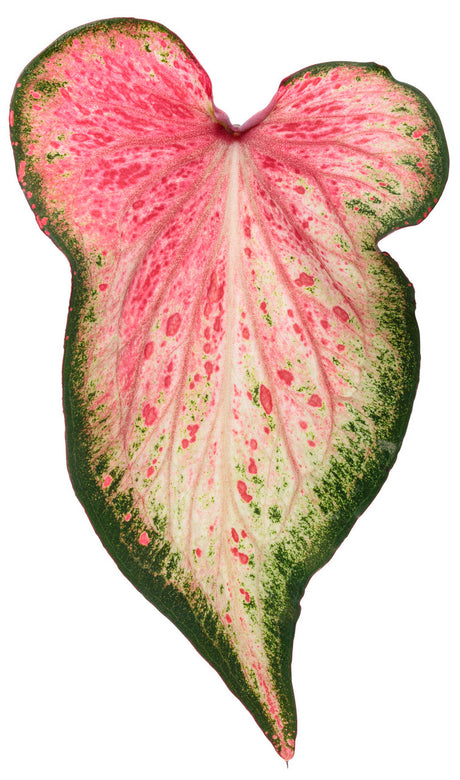 Caladium hortulanum Heart To Heart® 'Blushing Bride' leaf