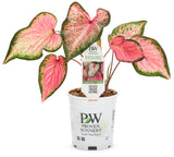 Caladium hortulanum Heart To Heart® 'Blushing Bride' in pot