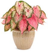 Caladium hortulanum Heart To Heart® 'Blushing Bride' in decorative pot