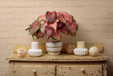 Caladium hortulanum Heart To Heart® 'Blushing Bride' in house