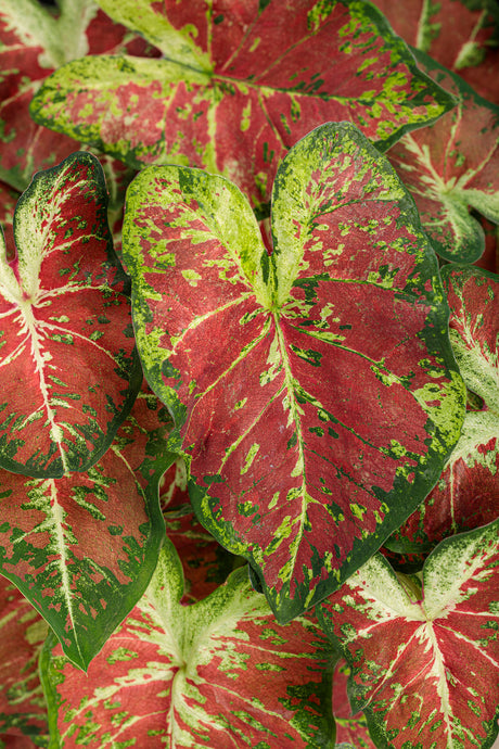 Caladium hortulanum Heart To Heart® 'Dawn to Dusk'