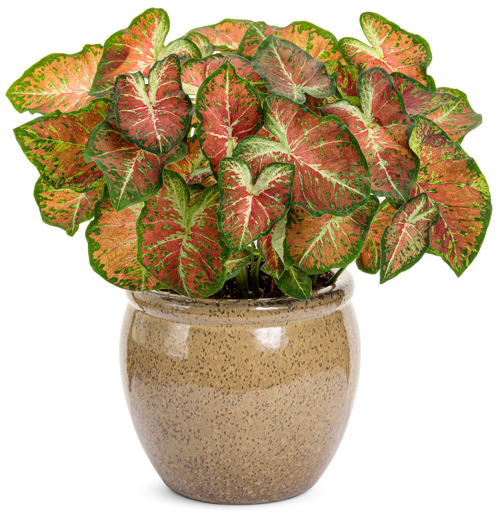 Caladium hortulanum Heart To Heart® 'Dawn to Dusk'