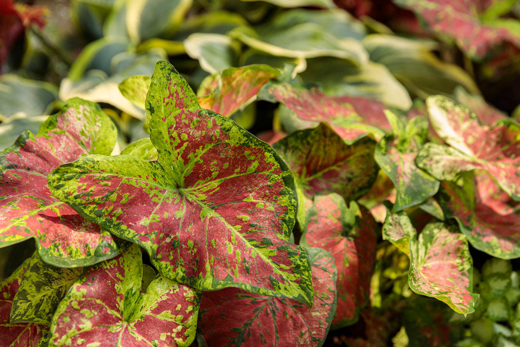 Caladium hortulanum Heart To Heart® 'Dawn to Dusk'